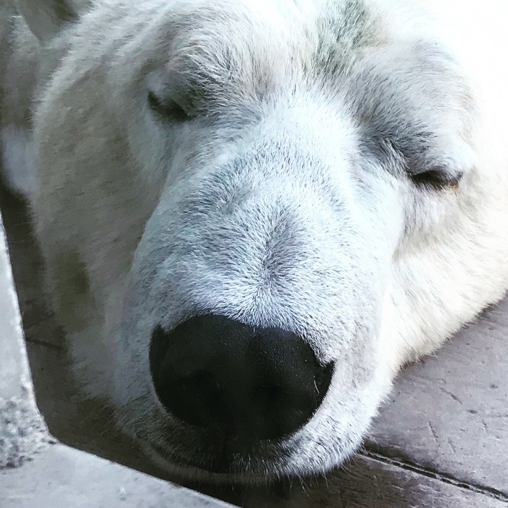 Polar bear - Picture 2 of 2